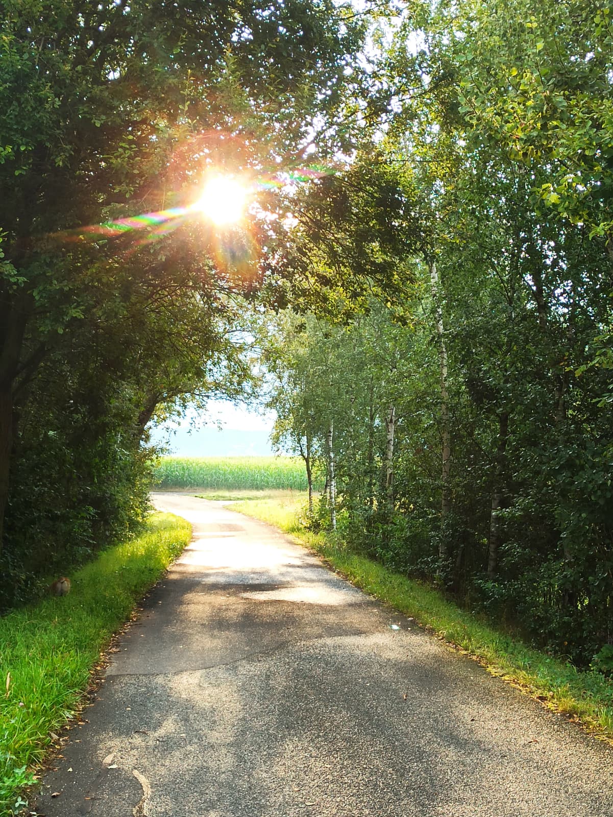 Ein einladender Weg durch eine grüne Naturlandschaft, symbolisiert den Weg zur Veränderung und persönlichen Entwicklung